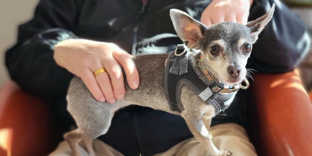 Platinum is a lap-lover and enjoys a good cuddle.