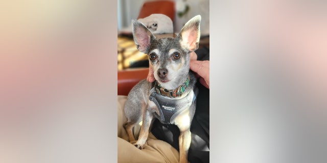 Platinum is considered a brave pup. She's been a stray dog and has been part of multiple households in her lifetime.