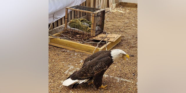 Murphy, a 31-year-old bald eagle, guards eaglet 23-126 while the little one is kept in "baby jail."