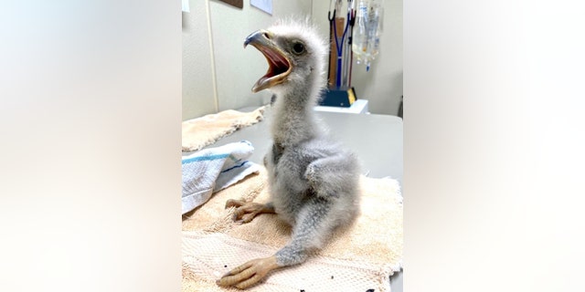 Eaglet 23-126 was taken in by the World Bird Sanctuary after a large storm knocked its nest from a tree on April 3, 2023.