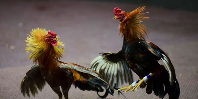 cockfight