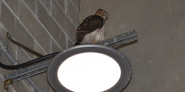 The Cooper's hawk perched on a light in the parking garage in Michigan.