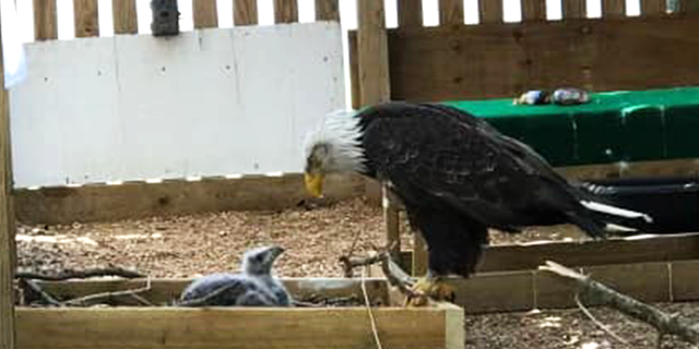 Murphy the mature bald eagle meets his foster eaglet on April 13, 2023.