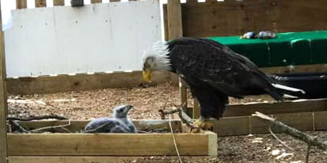 Murphy the mature bald eagle meets his foster eaglet on April 13, 2023.