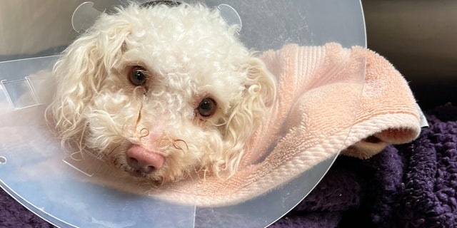 Toodles the poodle revived with Narcan after being found unconscious next  to owner following fentanyl overdose | Fox News