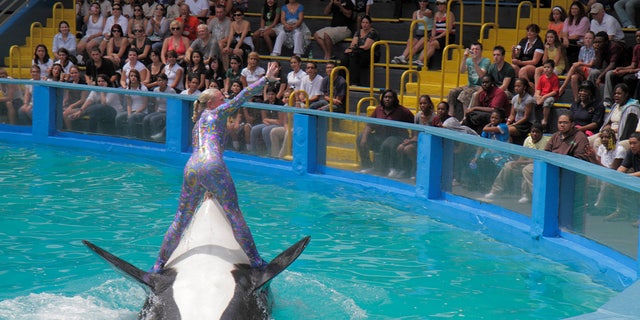 A trainer rides a killer whale's Lolita to her 40th anniversary gala at the Miami Seaquarium. 