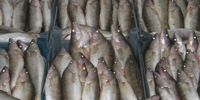 MD Jobul Hussain allegedly took a frozen fish and began striking the grocery store employee with it.
