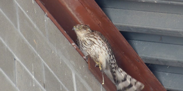 The city of East Lansing said in a Facebook post that municipal workers found the bird of prey trapped in the stairwell at the Charles Street Garage on Thursday.