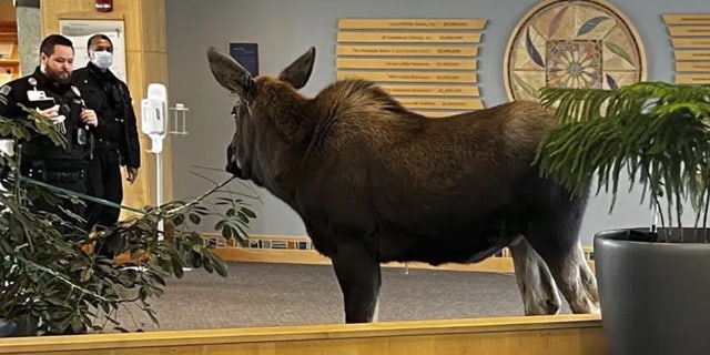 Moose in Alaska