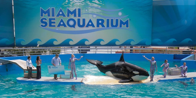 Lolita, la orca, en su 40 aniversario en el Miami Seaquarium. 