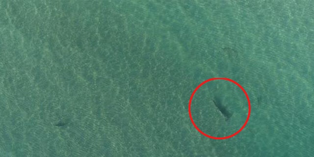 The hammerhead shark was caught approaching the smaller blacktip sharks off the coast of Florida.