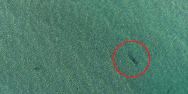 The hammerhead shark was caught approaching the smaller blacktip sharks off the coast of Florida.