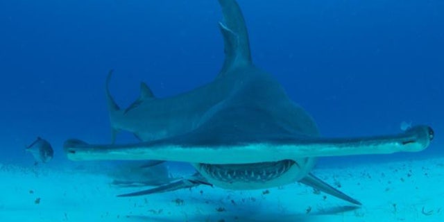 The hammerhead sharks in the video were at least twice the size of the blacktip sharks making them about 12 feet long. They can get as big as 18 feet long.