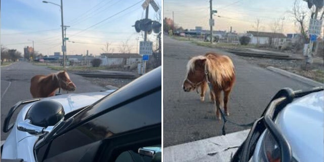 Instead of handcuffs, Detroit police used a lasso to capture a miniature pony wandering the streets.