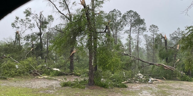 Trees damaged by a tornado