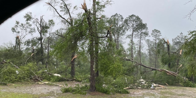 Trees damaged by a tornado