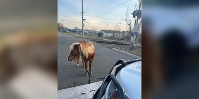 Detroit police used a lasso to corral the pony, before tying it to the front of their police cruiser.