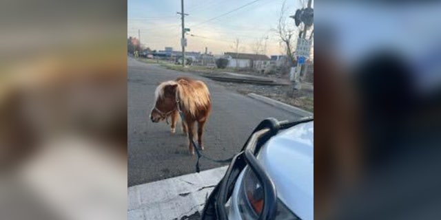 Detroit police used a lasso to corral the pony, before tying it to the front of their police cruiser.