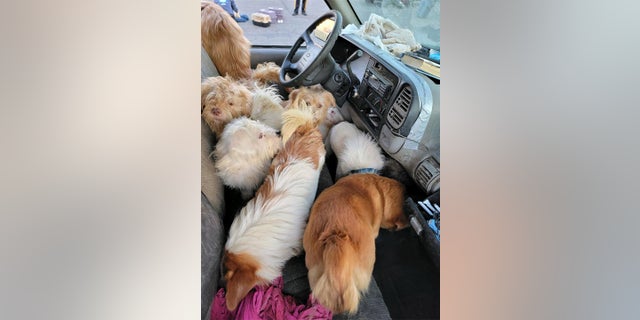 The animals were found packed in filthy conditions.