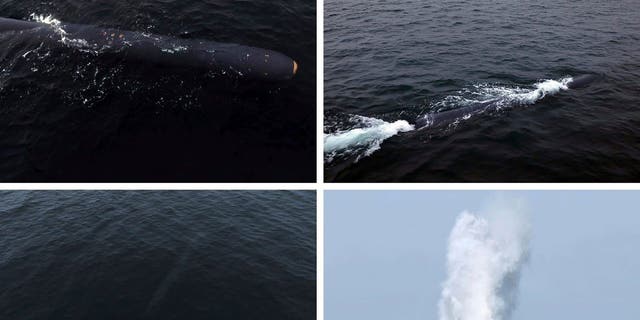 This combination of photos provided by the North Korean government, shows what it says a test of underwater strategic weapon system held during April 4 - 7, 2023 in the waters off South Hamgyong province, North Korea.