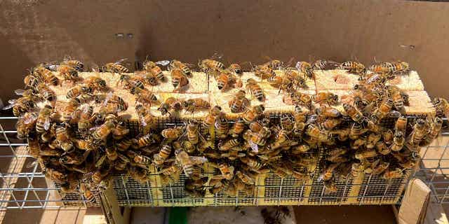 A beekeeper's bees are cared for in San Juan Bautista, California, on Aug. 6, 2023. The beekeeper said he had to feed his bees twice as much as usual during almond pollination, but with spring rushing in, he'll take his hives to the California coast where bees will hopefully make sage honey.