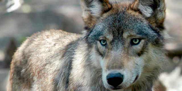 A gray wolf is pictured on July 16, 2004, at the Wildlife Science Center in Forest Lake, Minnesota. The Wisconsin DNR policy board will have a finalized wolf management plan in October.