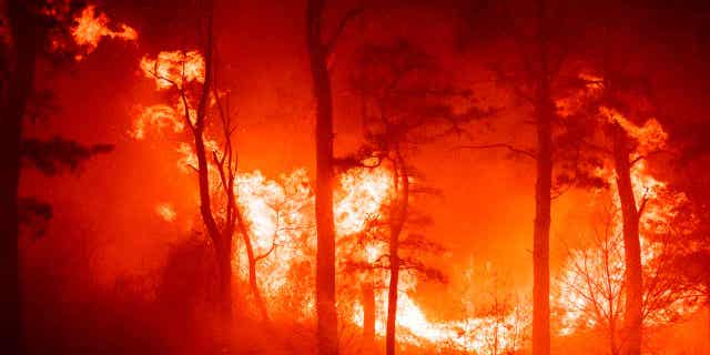 In this photo provided by the New Jersey Department of Environmental Protection, a massive 2,500-acre forest fire burns in Ocean County, N.J., early Wednesday, April 12, 2023, as firefighters battle the blaze. The fire started late Tuesday, April 11, and burned through about six square miles of land. (New Jersey Department of Environmental Protection via AP)