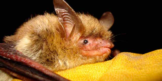 A northern long-eared bat is shown above in Wisconsin. Bats in North America are dying as a result of climate change, disease, and habitat loss, scientists warned on April 17, 2023.