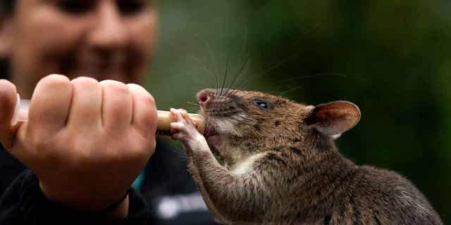 San Diego Zoo wildlife care specialist Lauren Credidio provides a treat to Runa, an African giant pouched rat, at the zoo on April 13, 2023, in San Diego. Runa appears weekly in demonstrations at the zoo to show how her keen sense of smell can be used to find everything from illegal shipments of wildlife to landmines.