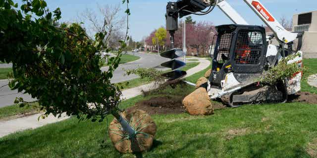 Tree being planted