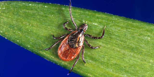 blacklegged tick