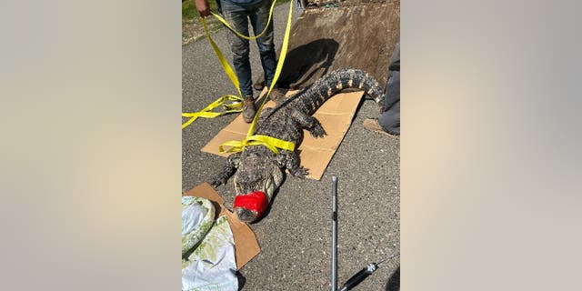 Law Enforcement Division Captain Patrick Foy confirmed to Fox News Digital that the seven-foot alligator that was reportedly captured from the American River in California didn't end up surviving.