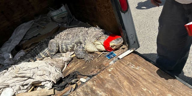 California Department of Fish and Wildlife took in the seven-foot alligator that was reportedly captured from the American River in California. The gator was captured alive (as seen here), before later dying.