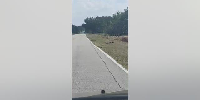 Cathy Terry of Bartow, Florida, told Fox News Digital that she first saw an alligator crossing a road while she tried to get to a friend's house in Polk County.