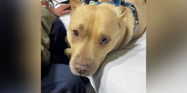 Maryland State Police rescued a hiker and his dog "Angel" Sunday night from the top of a cliff in Harpers Ferry National Park.