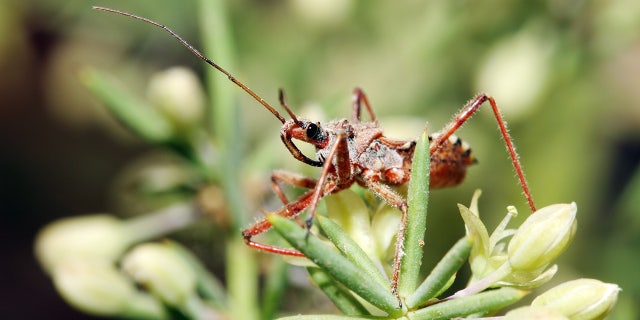 assassin bug iStock