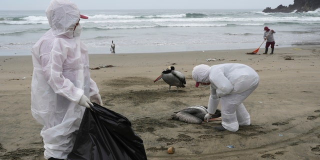 FILE - Municipal workers collect dead pelicans on Santa Maria beach in Lima, Peru, Nov. 30, 2022, as thousands of birds died in November along the Pacific of Peru from bird flu, according to The National Forest and Wildlife Service (Serfor). A man in Chile became infected with a bird flu that has concerning mutations, according to a new lab analysis. But U.S. health officials said Friday, April 14, 2023, that the threat to humans remains low. 