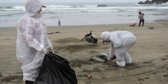 Municipal workers collect dead pelicans on Peru's Santa Maria beach