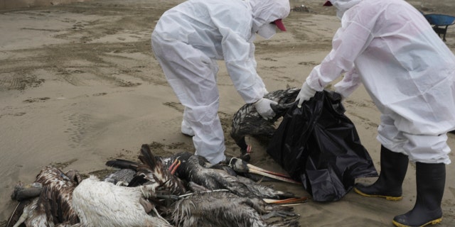Municipal workers collect dead pelicans on Santa Maria beach
