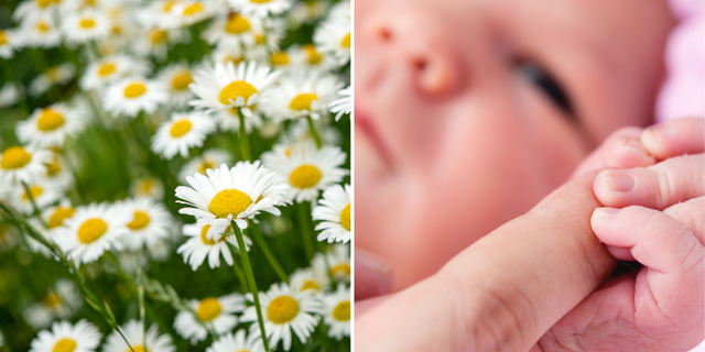 Ashie Adams, a palm reader from Utah, told her TikTok followers she initially wanted to name her daughter (not pictured) Daisy before she settled on the name Mars — which is short for Margaret. Daisy is reportedly a nickname for Margaret.