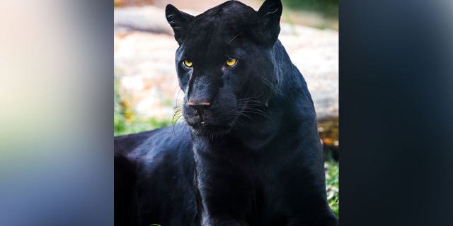Black jaguars, also known as Panthera once, is a wild cat native to South America.