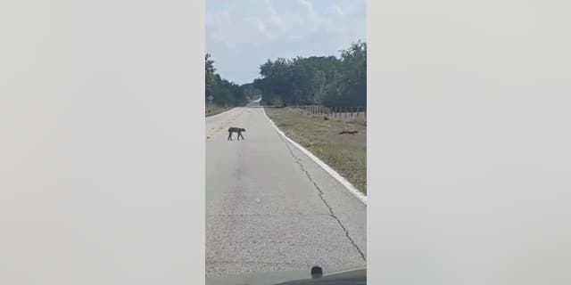 Cathy Terry then noticed a bobcat was following the alligator and captured the rare encounter on video.