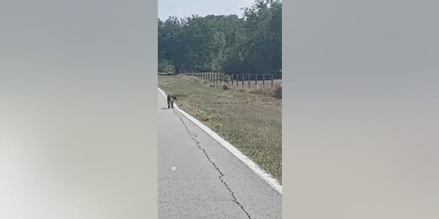 The lone bobcat watched the alligator it followed crawl under a fence and go to a nearby creek.