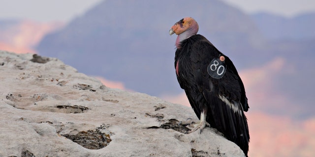 A numbered tag hangs from the wing of a female California Condor at Grand Canyon National Park in Grand Canyon, Arizona, June 24, 2015.