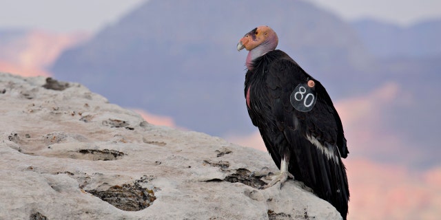 A numbered tag hangs from the wing of a female California Condor at Grand Canyon National Park in Grand Canyon, Arizona, June 24, 2015.