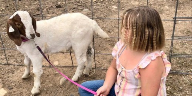 Vanessa Shakib, co-founder of Advancing Law for Animals, told Fox News Digital that the situation with Cedar the goat was "a gross miscarriage of justice."