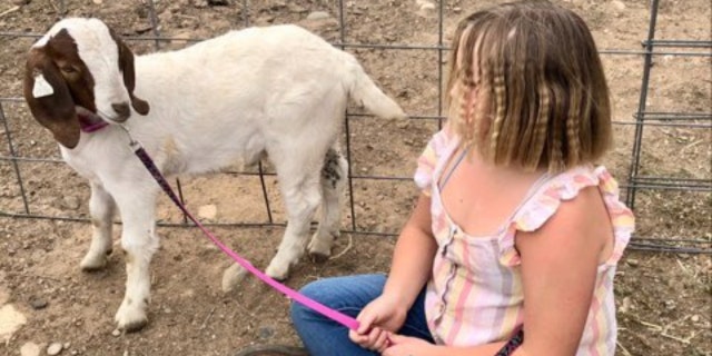 Vanessa Shakib, co-founder of Advancing Law for Animals, told Fox News Digital that the situation with Cedar the goat was "a gross miscarriage of justice."