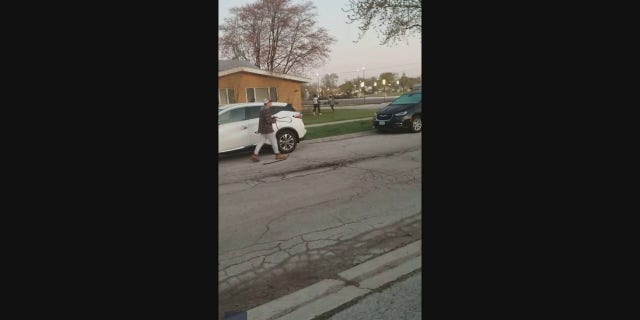 Students chase after the cow