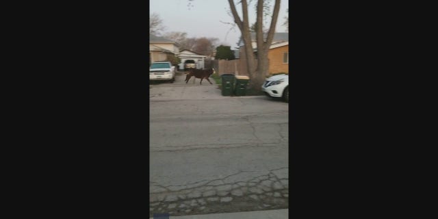 The cow escaped the high school