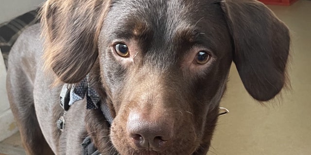 Coco, a 2-year-old Labrador mix, was brought to Woodside Animal Rescue Trust in Plympton, England, after his owner died.
